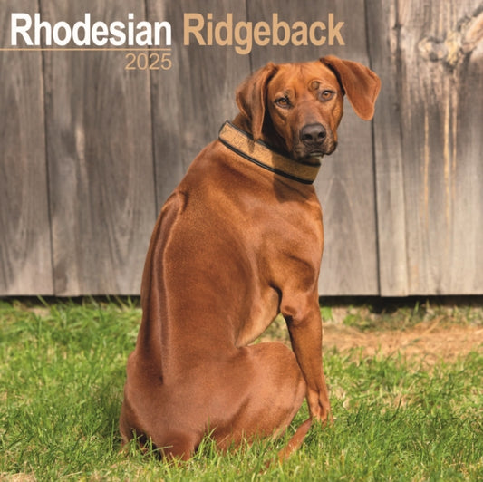 Rhodesian Ridgeback Square Wall Calendar 2025-9781804603802