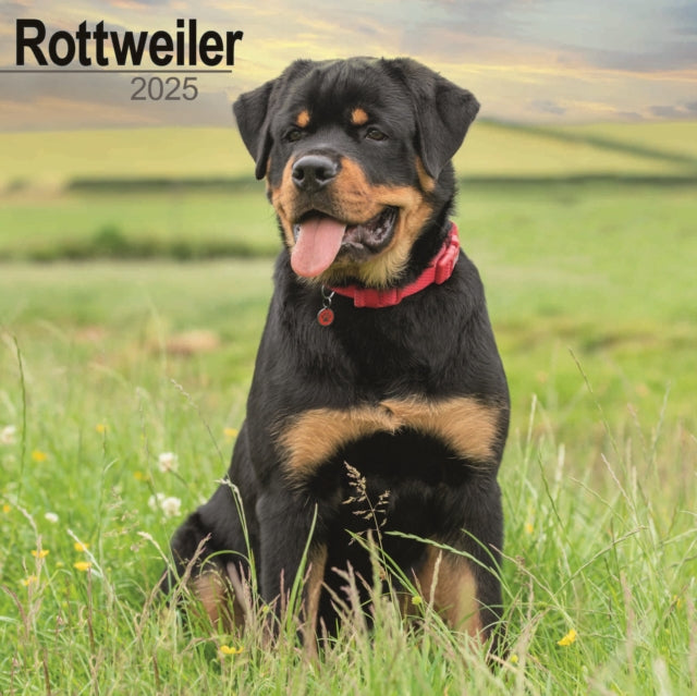 Rottweiler Square Wall Calendar 2025-9781804603819