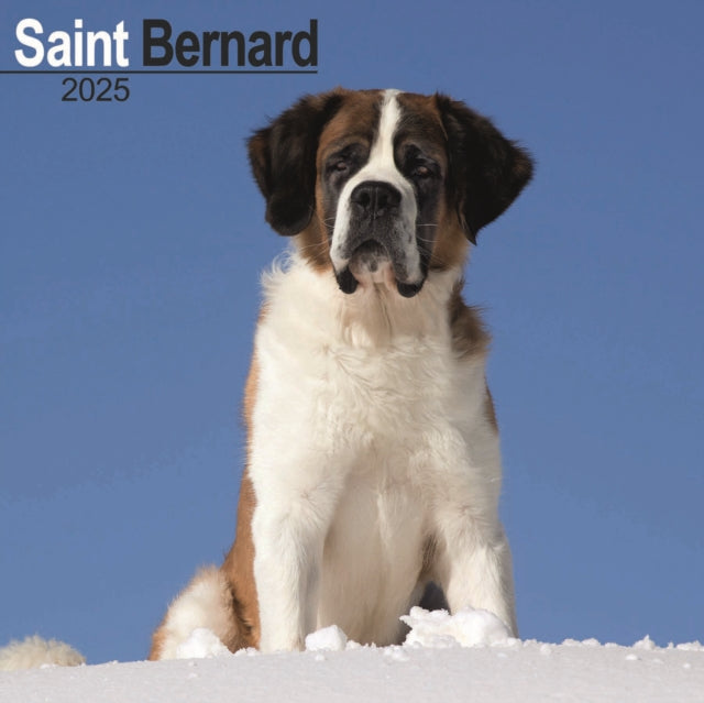 Saint Bernard Square Wall Calendar 2025-9781804603826