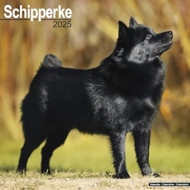 Schipperke Calendar 2025  Square Dog Breed Wall Calendar - 16 Month-9781804603840