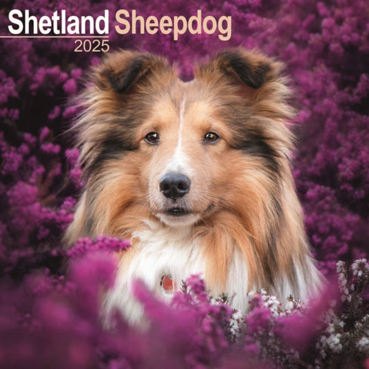 Shetland Sheepdog Square Wall Calendar 2025-9781804603895