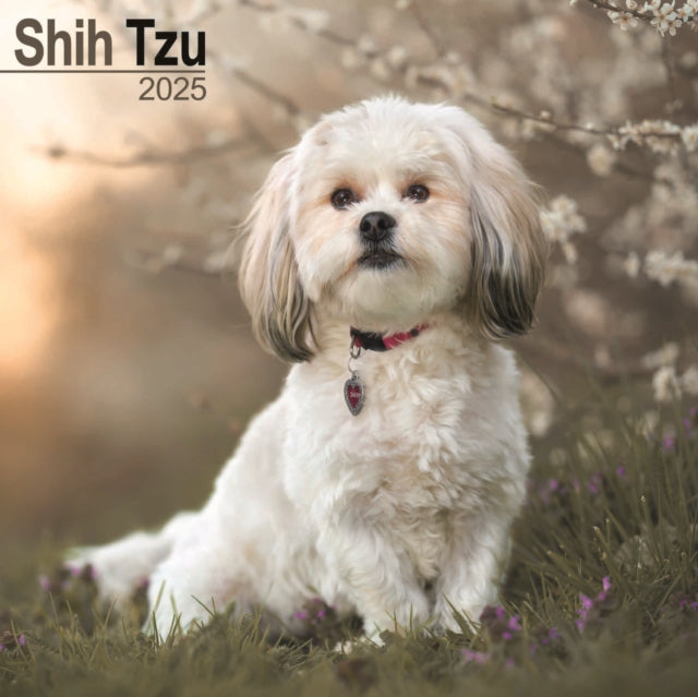 Shih Tzu Square Wall Calendar 2025-9781804603918