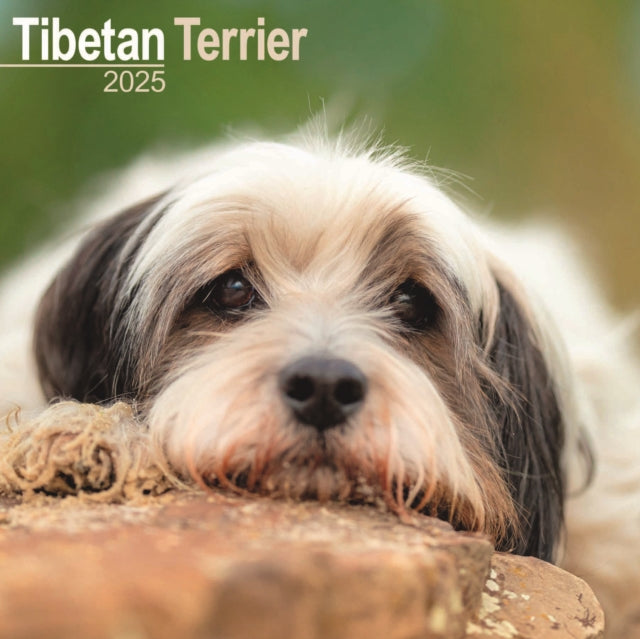 Tibetan Terrier Square Wall Calendar 2025-9781804603949