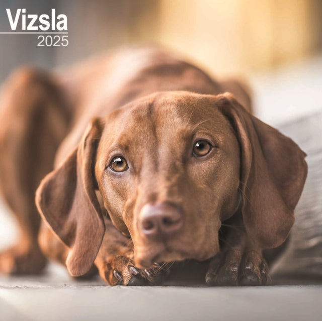 Vizsla Square Wall Calendar 2025-9781804603956