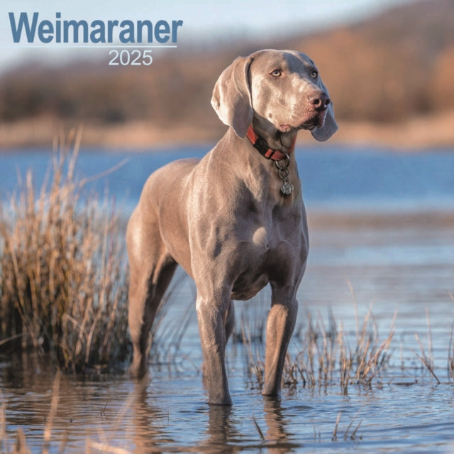 Weimaraner Square Wall Calendar 2025-9781804603963