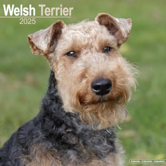 Welsh Terrier Calendar 2025  Square Dog Breed Wall Calendar - 16 Month-9781804603970