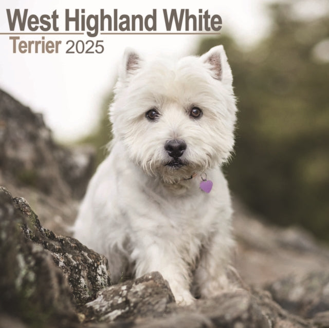 West Highland White Terrier Square Wall Calendar 2025-9781804603987