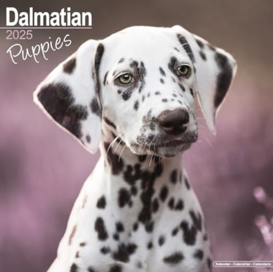 Dalmatian Puppies Calendar 2025  Square Dog Puppy Breed Wall Calendar - 16 Month-9781804604045