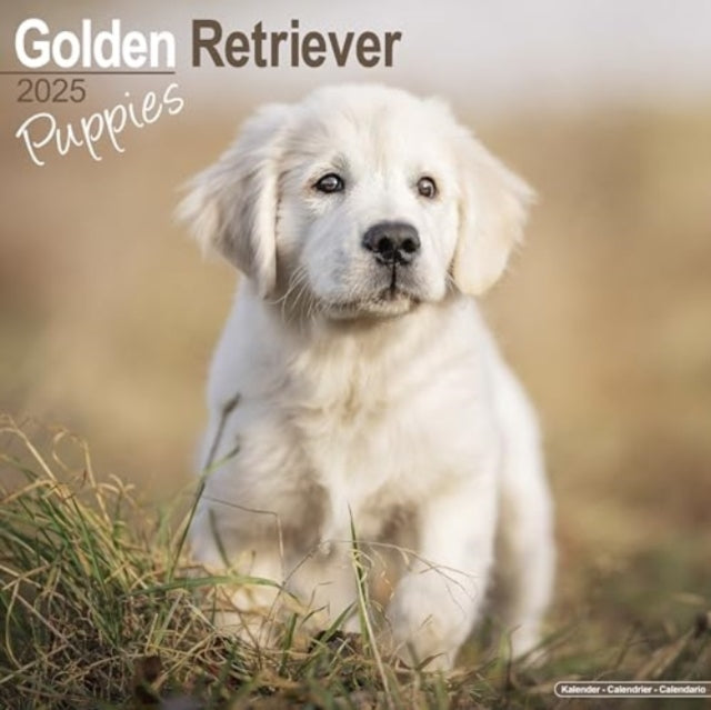 Golden Retriever Puppies Calendar 2025  Square Dog Puppy Breed Wall Calendar - 16 Month-9781804604069