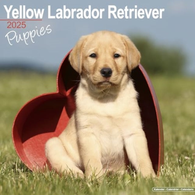 Yellow Labrador Puppies Calendar 2025  Square Dog Puppy Breed Wall Calendar - 16 Month-9781804604083