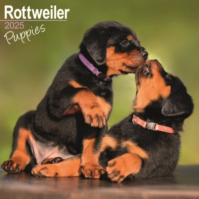 Rottweiler Puppies Square Wall Calendar 2025-9781804604090