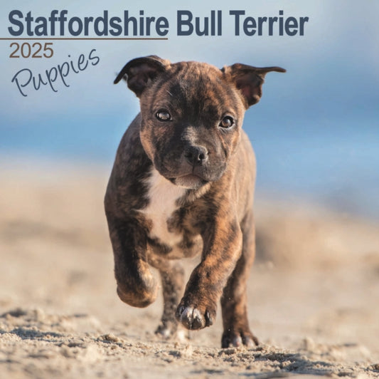 Staffordshire Bull Terrier Puppies Square Wall Calendar 2025-9781804604106