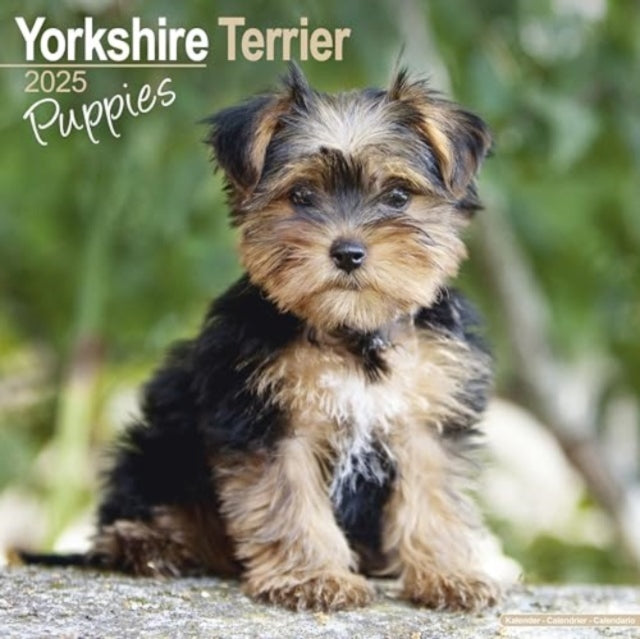 Yorkshire Terrier Puppies Calendar 2025  Square Dog Puppy Breed Wall Calendar - 16 Month-9781804604113