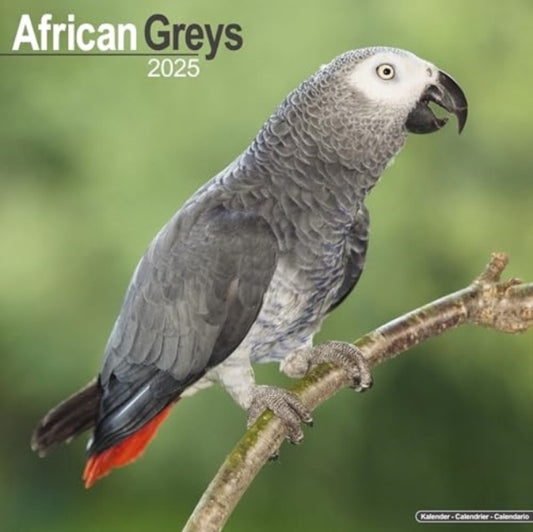 African Greys Calendar 2025  Square Bird Wall Calendar - 16 Month-9781804604120