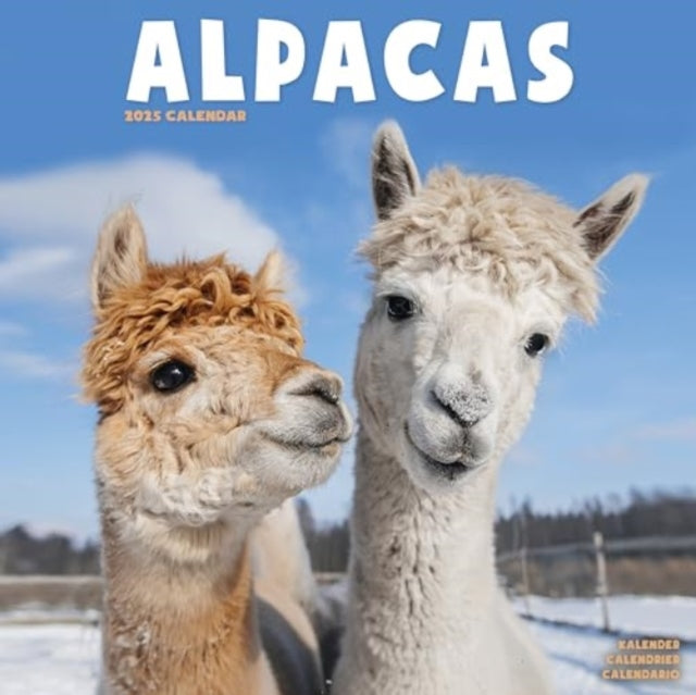 Alpacas Calendar 2025  Square Animal Wall Calendar - 16 Month-9781804604175