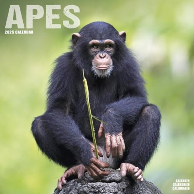 Apes Calendar 2025  Square Animal Wall Calendar - 16 Month-9781804604182