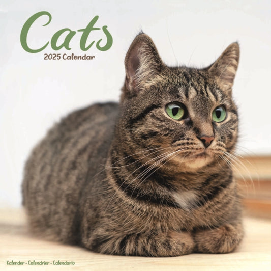 Cats Square Wall Calendar 2025-9781804604243