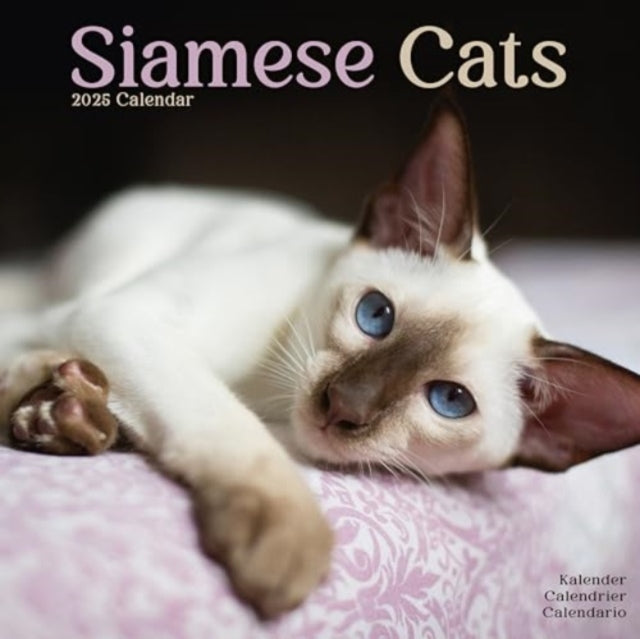 Cats - Siamese Calendar 2025  Square Cat Wall Calendar - 16 Month-9781804604267