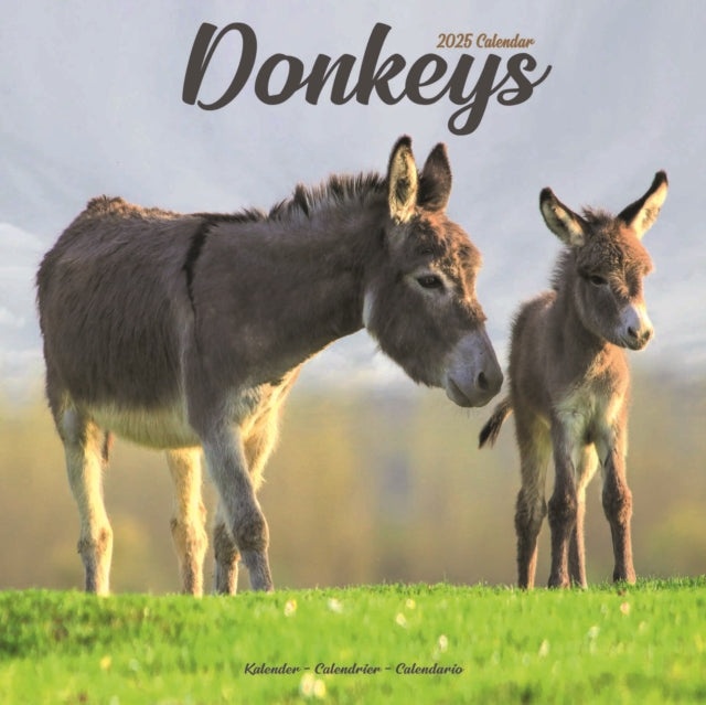 Donkeys Square Wall Calendar 2025-9781804604311