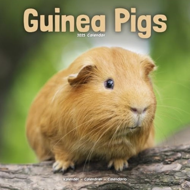 Guinea Pigs Calendar 2025  Square Animal Wall Calendar - 16 Month-9781804604366