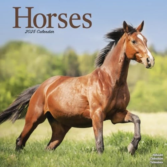 Horses Calendar 2025  Square Horses Wall Calendar - 16 Month-9781804604380