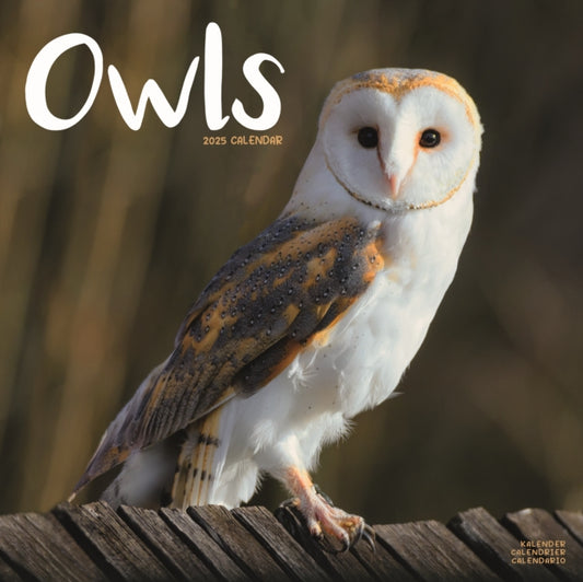 Owls Square Wall Calendar 2025-9781804604427