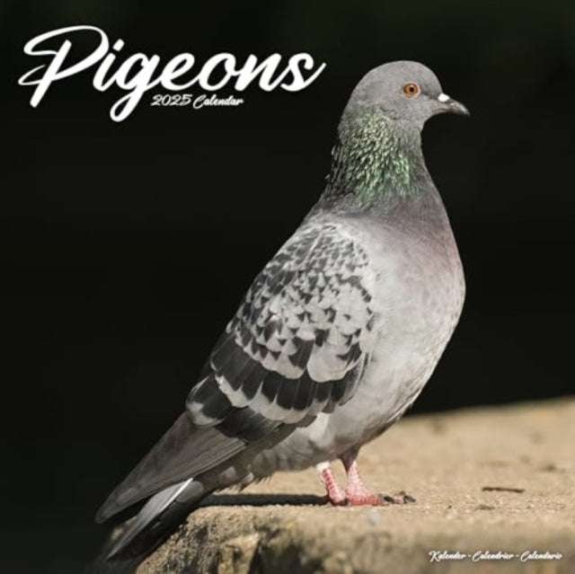 Pigeons Calendar 2025  Square Birds Wall Calendar - 16 Month-9781804604458