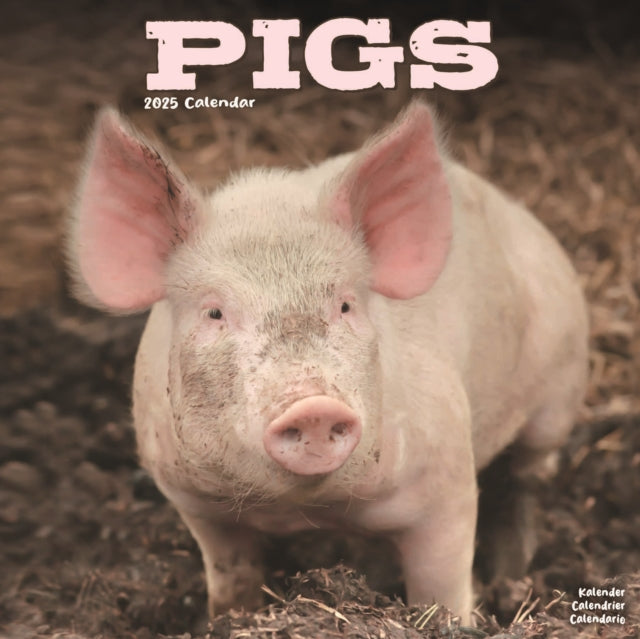 Pigs Square Wall Calendar 2025-9781804604465