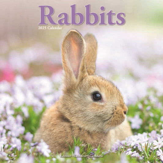 Rabbits Square Wall Calendar 2025-9781804604489