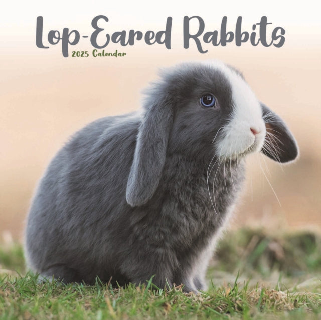 Lop eared Rabbits Square Wall Calendar 2025-9781804604496