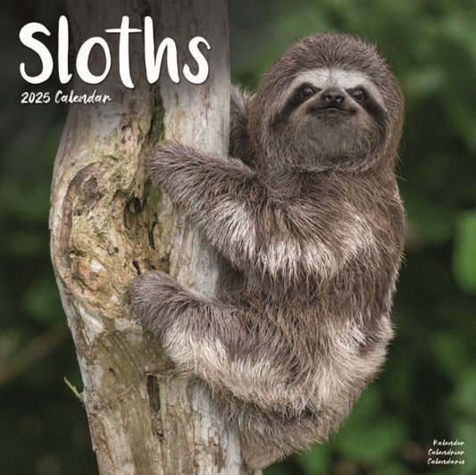 Sloths Square Wall Calendar 2025-9781804604519