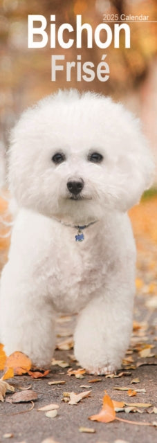 Bichon Frise Slim Calendar 2025-9781804604977