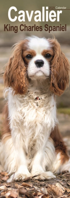 Cavalier King Charles Spaniel Slim Calendar 2025-9781804605011