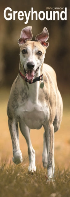 Greyhound Slim Calendar 2025-9781804605097