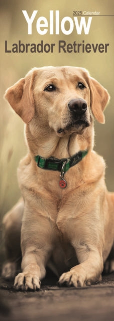 Labrador Retriever Yellow Slim Calendar 2025-9781804605134