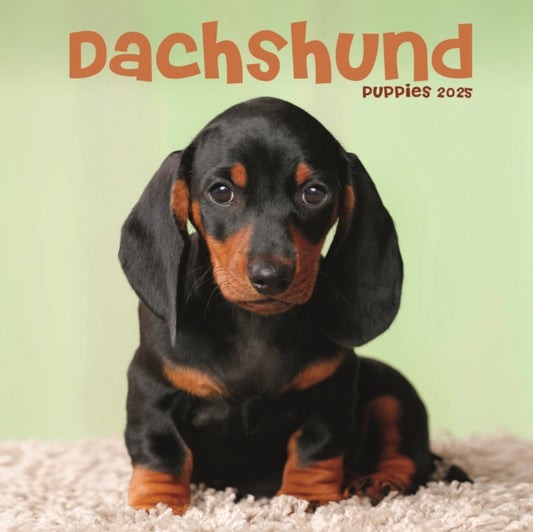 Dachshund Puppies Square Mini Calendar 2025-9781804605448