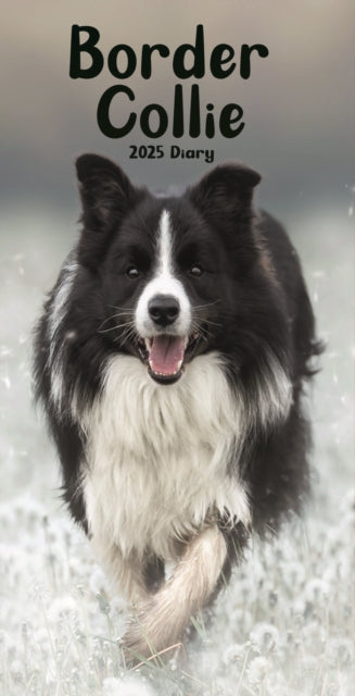 Border Collies Slim Diary 2025-9781804605738