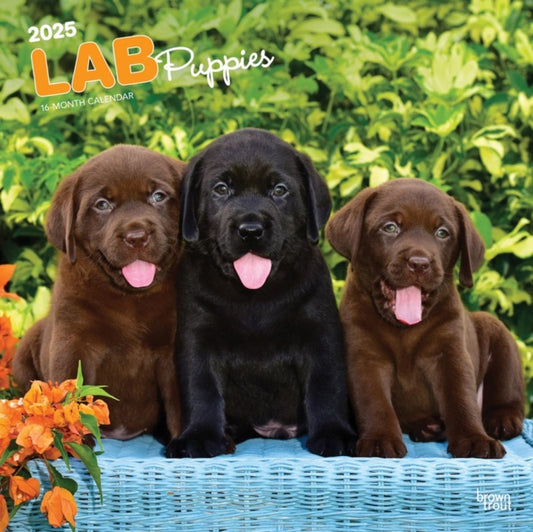 2025 BrownTrout Labrador Retriever Puppies Monthly Wall Calendar-9781975477301